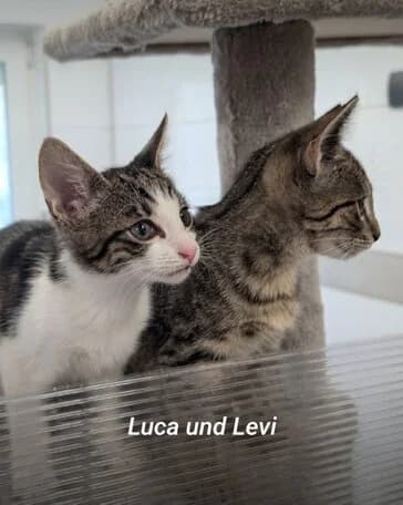 Luis, Levi und Luca, getigert male puppy European Shorthair for adoption at Tierschutzverein Gernsheim