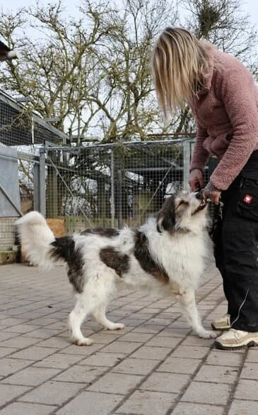 Nino, tricolor male 4yo Mixed Breed for adoption at Tierschutzverein Gernsheim