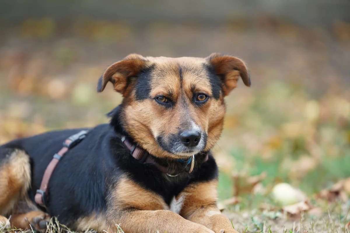Angel, Mixed Breed for adoption at TSV Gießen und Umgebung e.V., Gießen