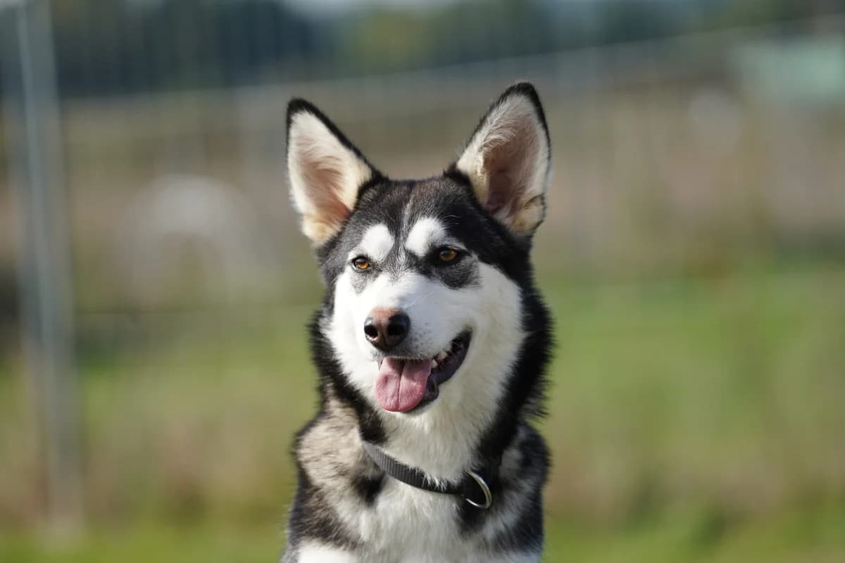 Anouk, Mixed Breed for adoption at TSV Gießen und Umgebung e.V., Gießen