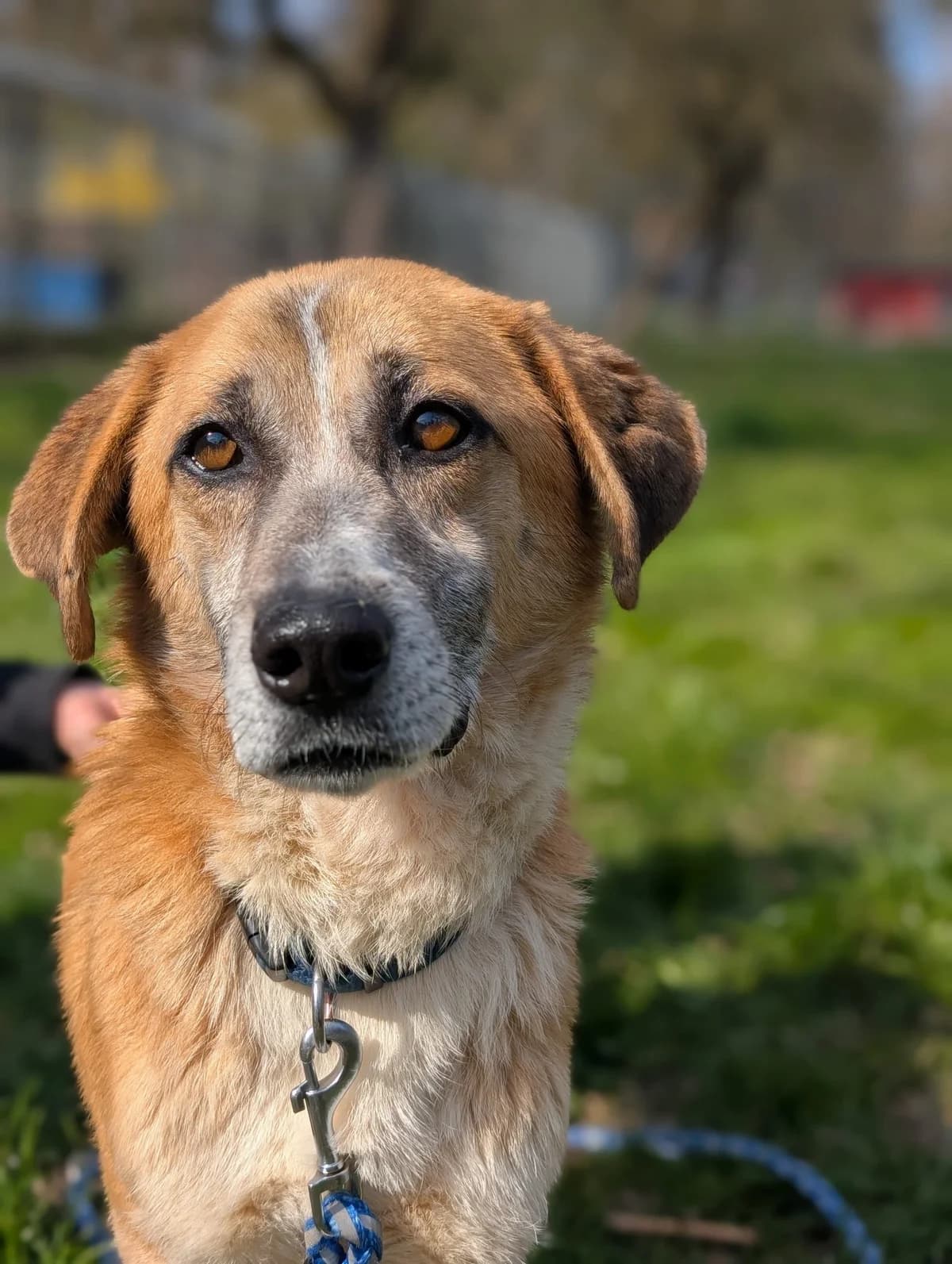 Anton, Mixed Breed for adoption at TSV Gießen und Umgebung e.V., Gießen