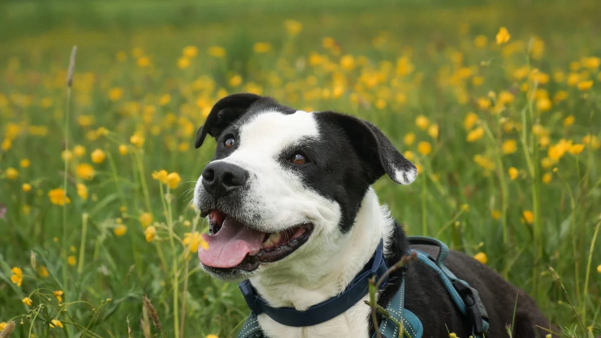 Benji, Mixed Breed for adoption at TSV Gießen und Umgebung e.V., Gießen