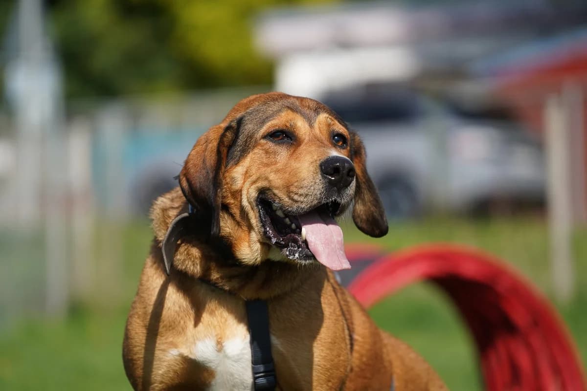 Bernie, Mixed Breed for adoption at TSV Gießen und Umgebung e.V., Gießen