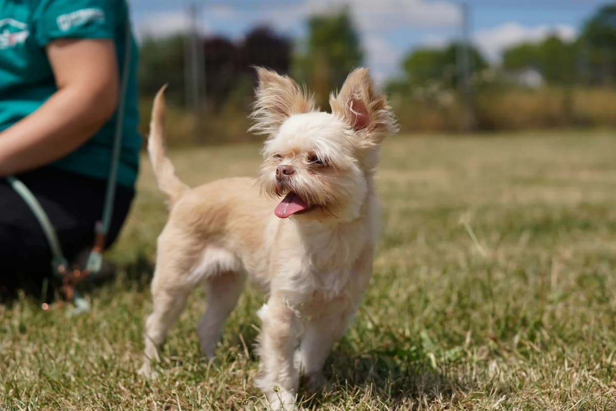 Brötchen, Mixed Breed for adoption at TSV Gießen und Umgebung e.V., Gießen