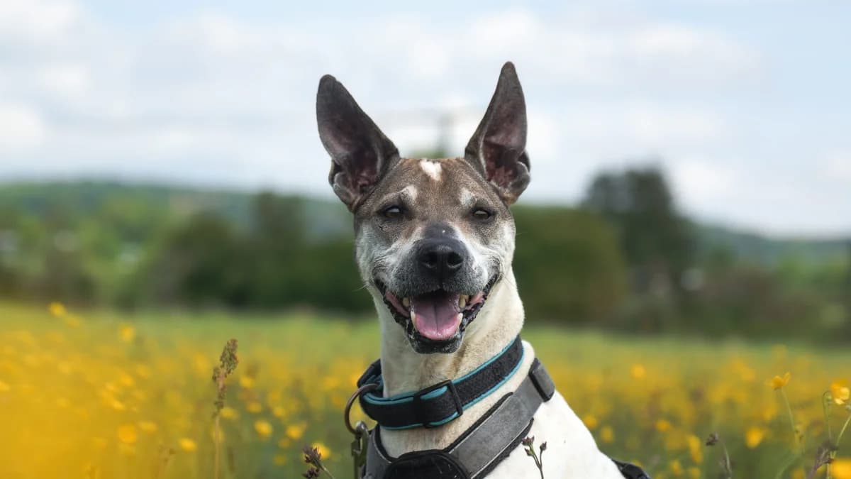 Brownie – Nicht zu vermitteln – Paten gesucht, Mixed Breed for adoption at TSV Gießen und Umgebung e.V., Gießen
