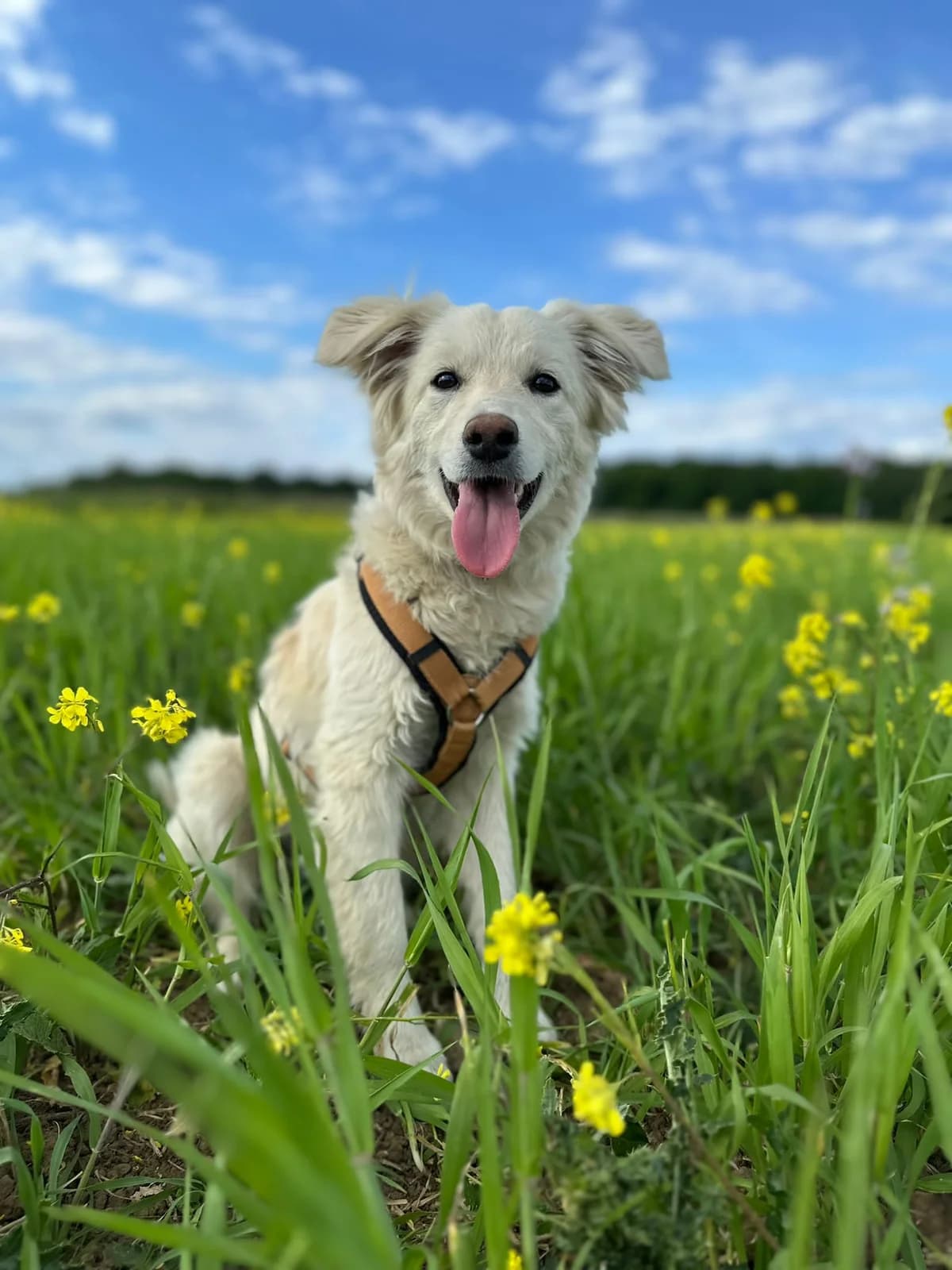 Charly – Nicht zu vermitteln – Paten gesucht, Mixed Breed for adoption at TSV Gießen und Umgebung e.V., Gießen