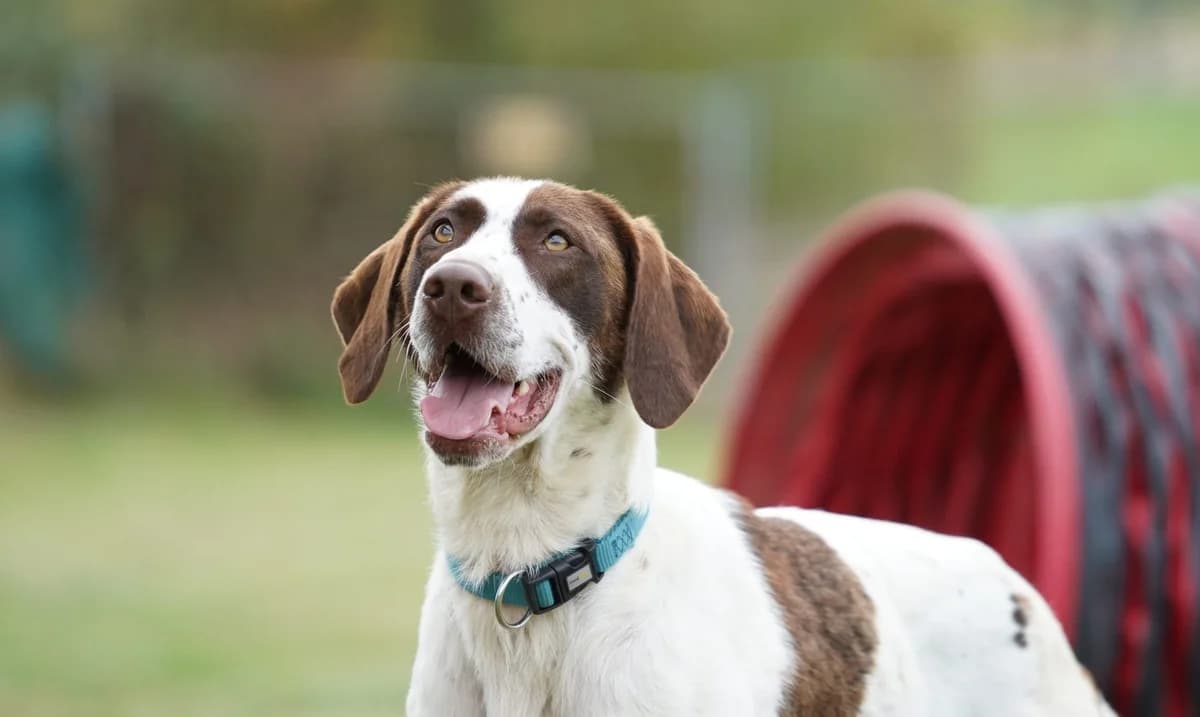 Darcy, Mixed Breed for adoption at TSV Gießen und Umgebung e.V., Gießen