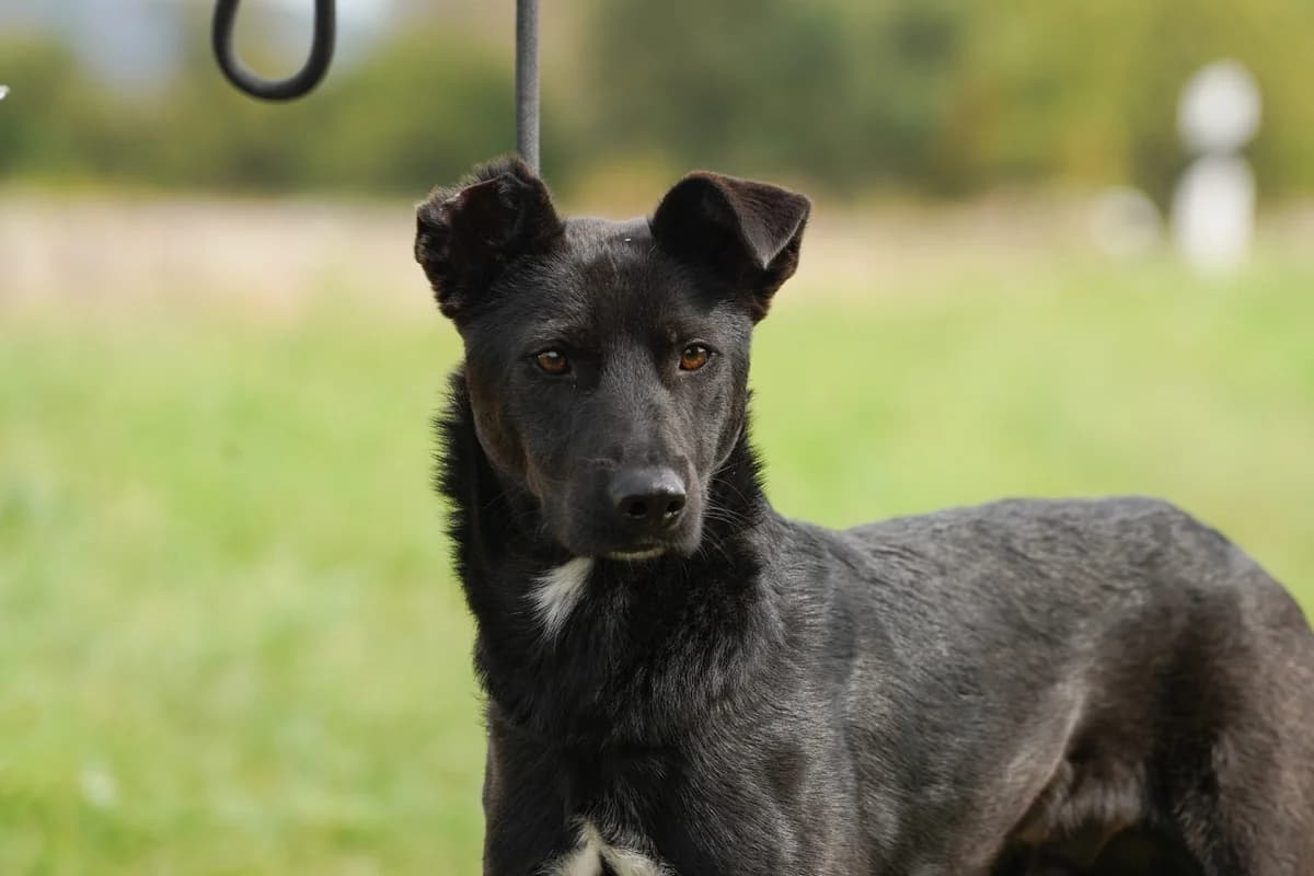 Finjo, Mixed Breed for adoption at TSV Gießen und Umgebung e.V., Gießen
