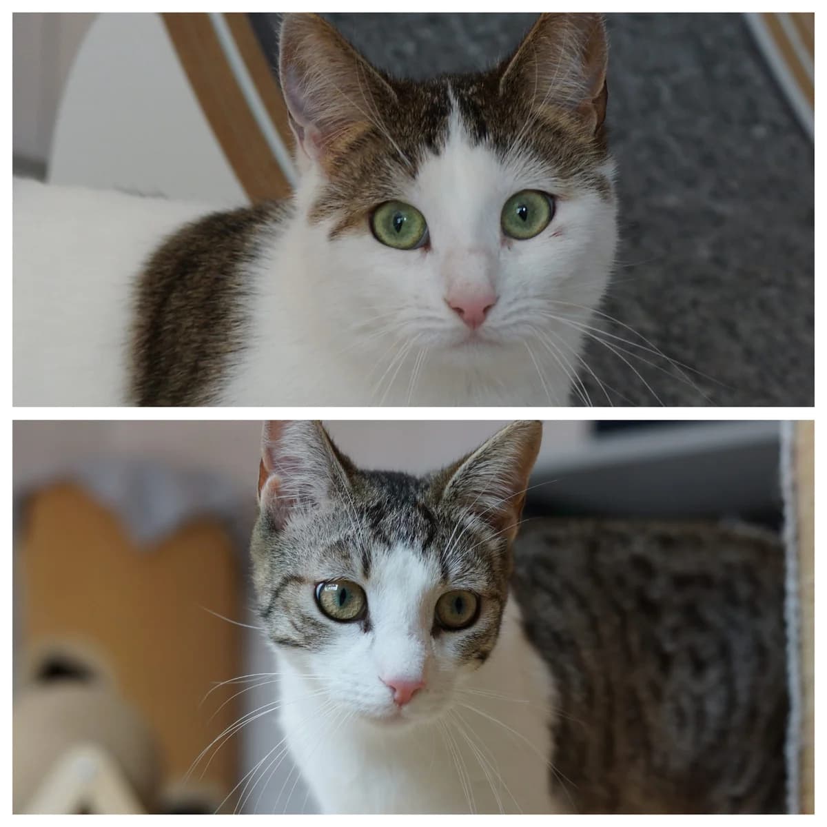 Mary Read & Flint, Mixed Breed for adoption at TSV Gießen und Umgebung e.V., Gießen