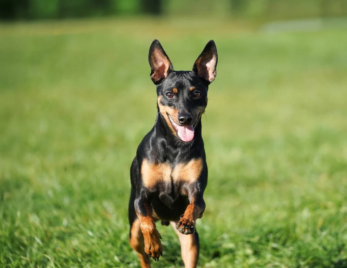 Frederik, Mixed Breed for adoption at TSV Gießen und Umgebung e.V., Gießen