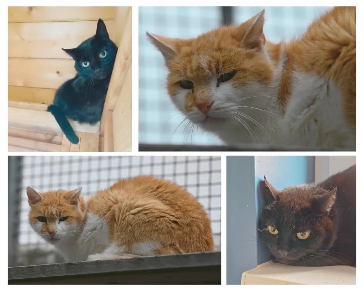 Gysi und Angie, Mixed Breed for adoption at TSV Gießen und Umgebung e.V., Gießen