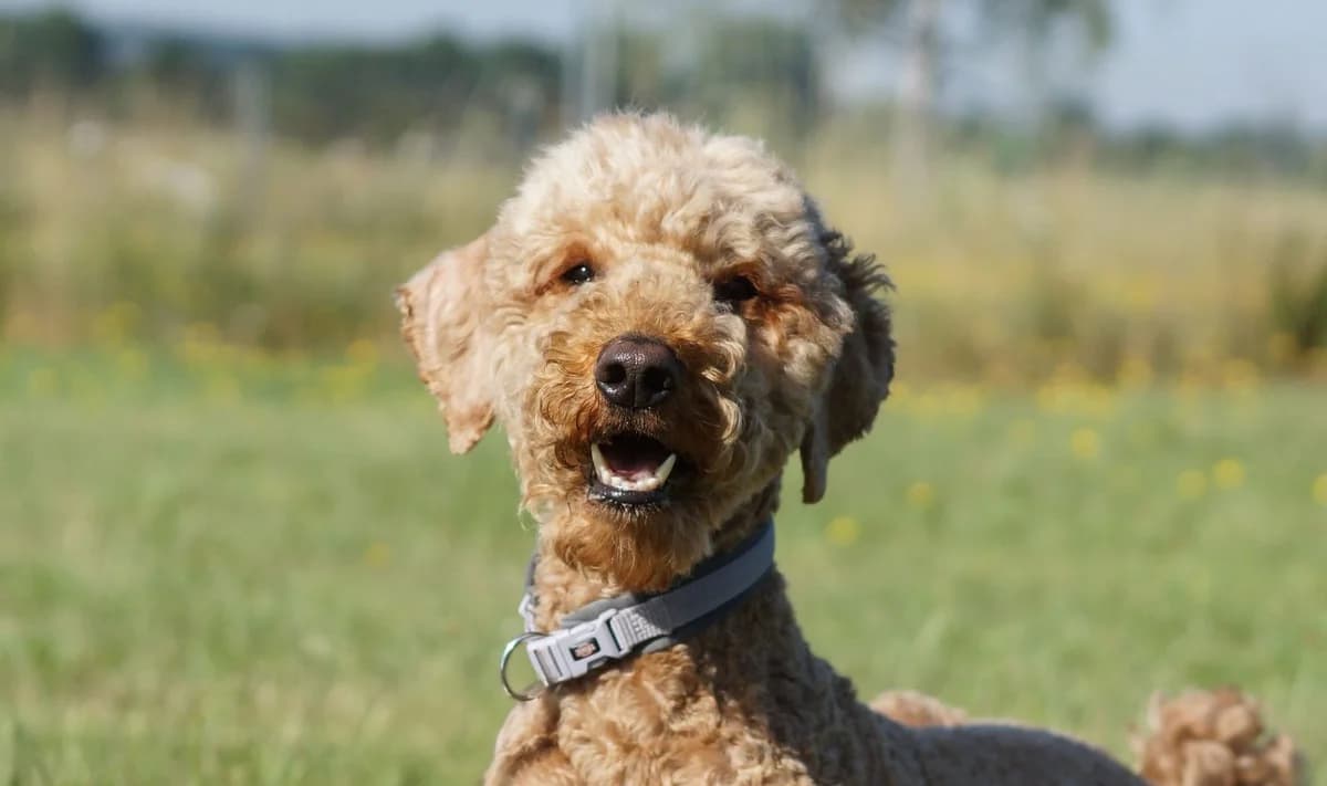Hannelore – Paten gesucht, Mixed Breed for adoption at TSV Gießen und Umgebung e.V., Gießen