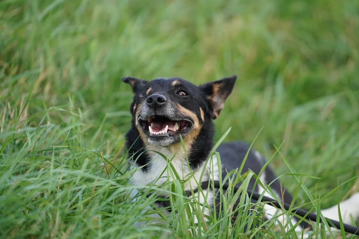 Irini, Mixed Breed for adoption at TSV Gießen und Umgebung e.V., Gießen