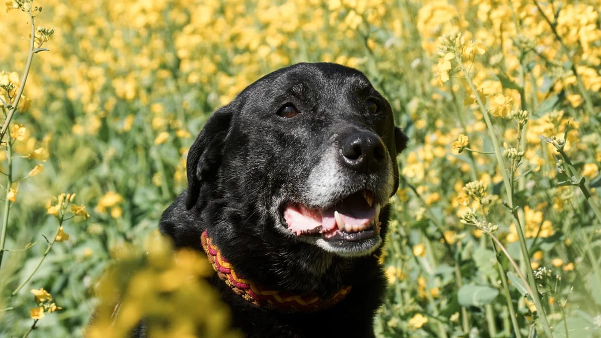 Jamie – nicht zu vermitteln – Paten gesucht, Mixed Breed for adoption at TSV Gießen und Umgebung e.V., Gießen