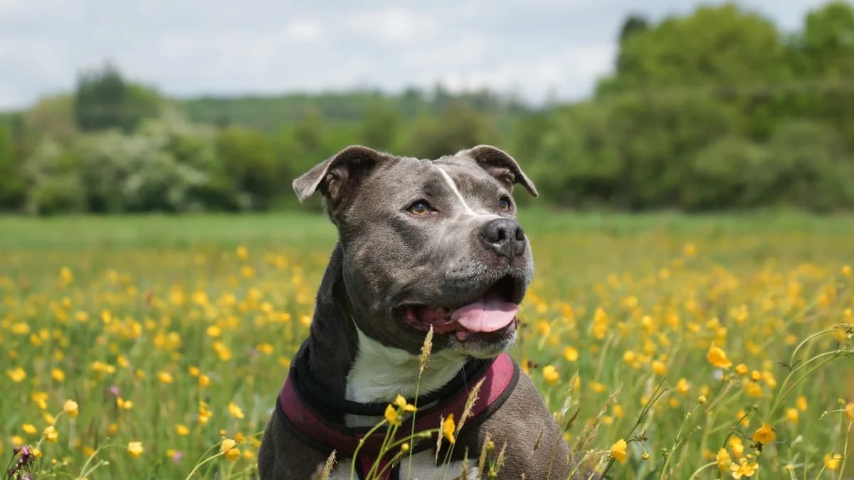 Luna – nicht zu vermitteln – Paten gesucht, Mixed Breed for adoption at TSV Gießen und Umgebung e.V., Gießen