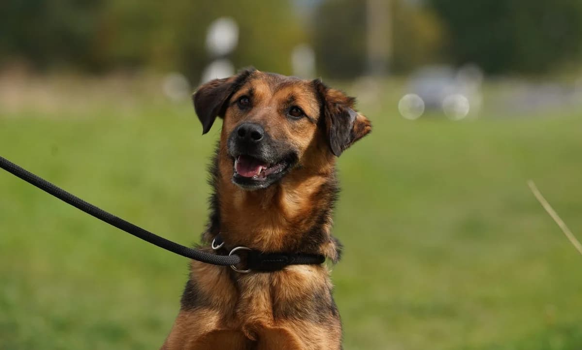 Maisie, Mixed Breed for adoption at TSV Gießen und Umgebung e.V., Gießen