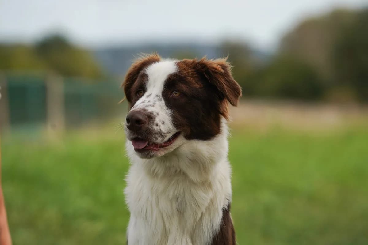 Mikasi, Mixed Breed for adoption at TSV Gießen und Umgebung e.V., Gießen