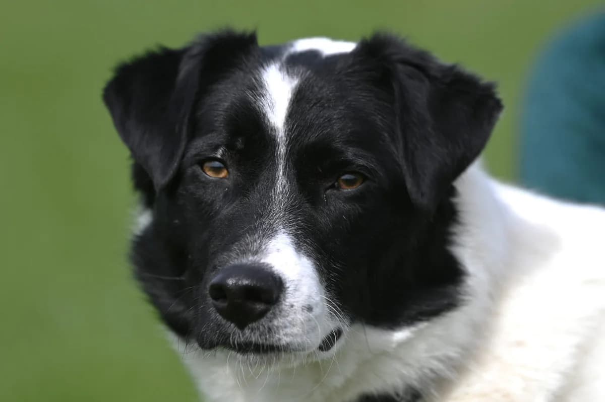 Murphy, Mixed Breed for adoption at TSV Gießen und Umgebung e.V., Gießen