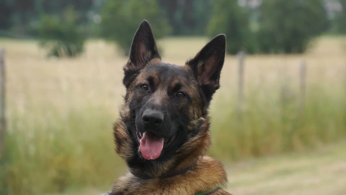 Nacho, Mixed Breed for adoption at TSV Gießen und Umgebung e.V., Gießen