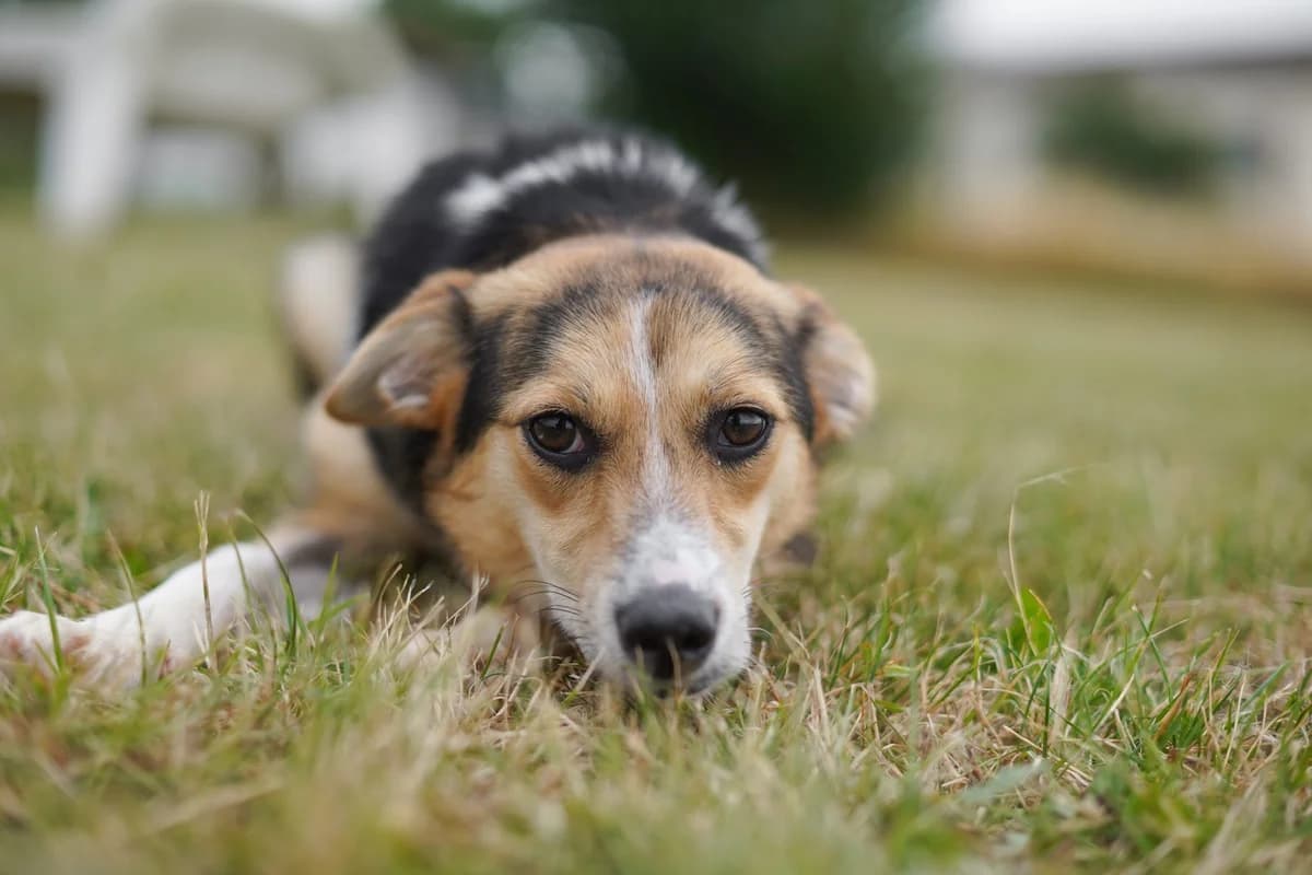 Nejtiri, Mixed Breed for adoption at TSV Gießen und Umgebung e.V., Gießen