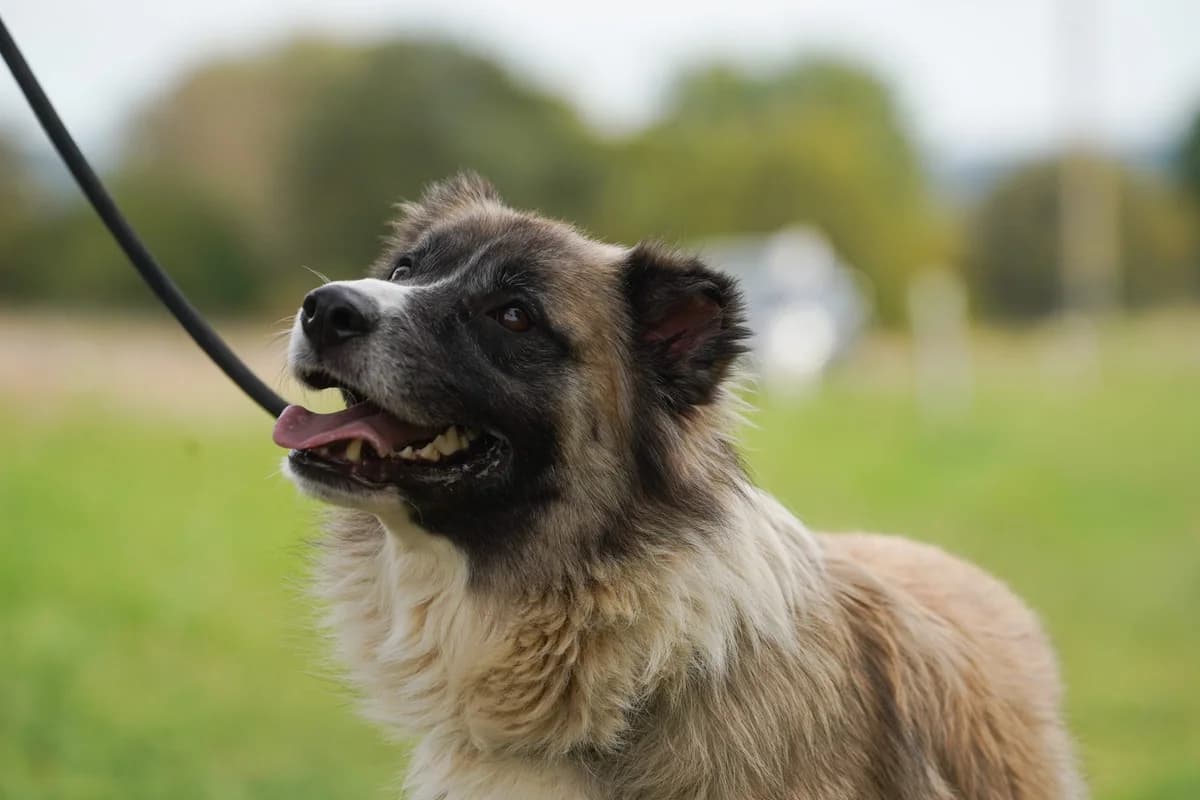 Njoki, Mixed Breed for adoption at TSV Gießen und Umgebung e.V., Gießen