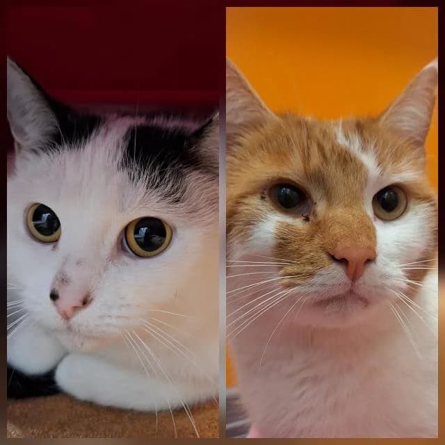 Oskar & Fibi, Mixed Breed for adoption at TSV Gießen und Umgebung e.V., Gießen