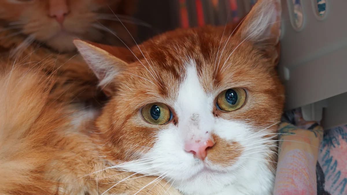 Ossip, Mixed Breed for adoption at TSV Gießen und Umgebung e.V., Gießen
