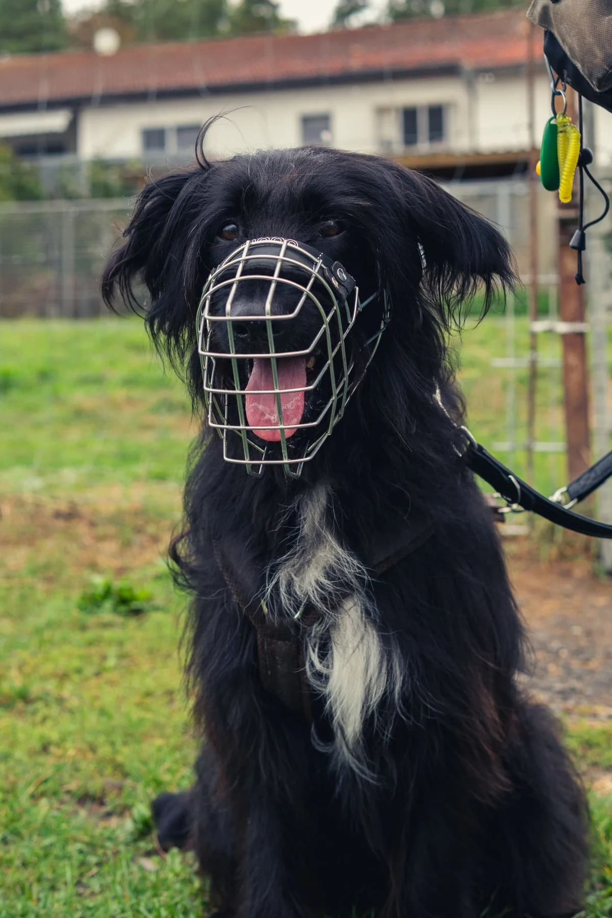 Sammy – Paten gesucht, Mixed Breed for adoption at TSV Gießen und Umgebung e.V., Gießen