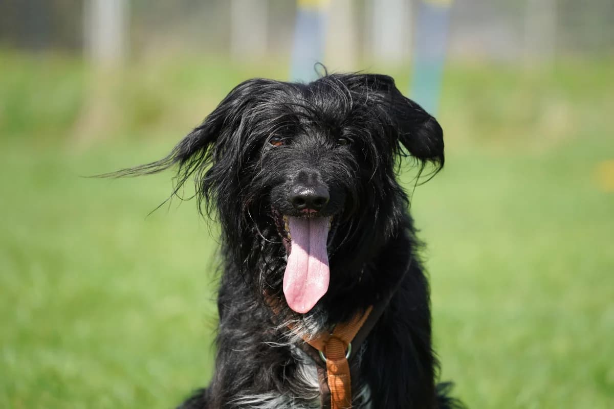 Sammy, Mixed Breed for adoption at TSV Gießen und Umgebung e.V., Gießen