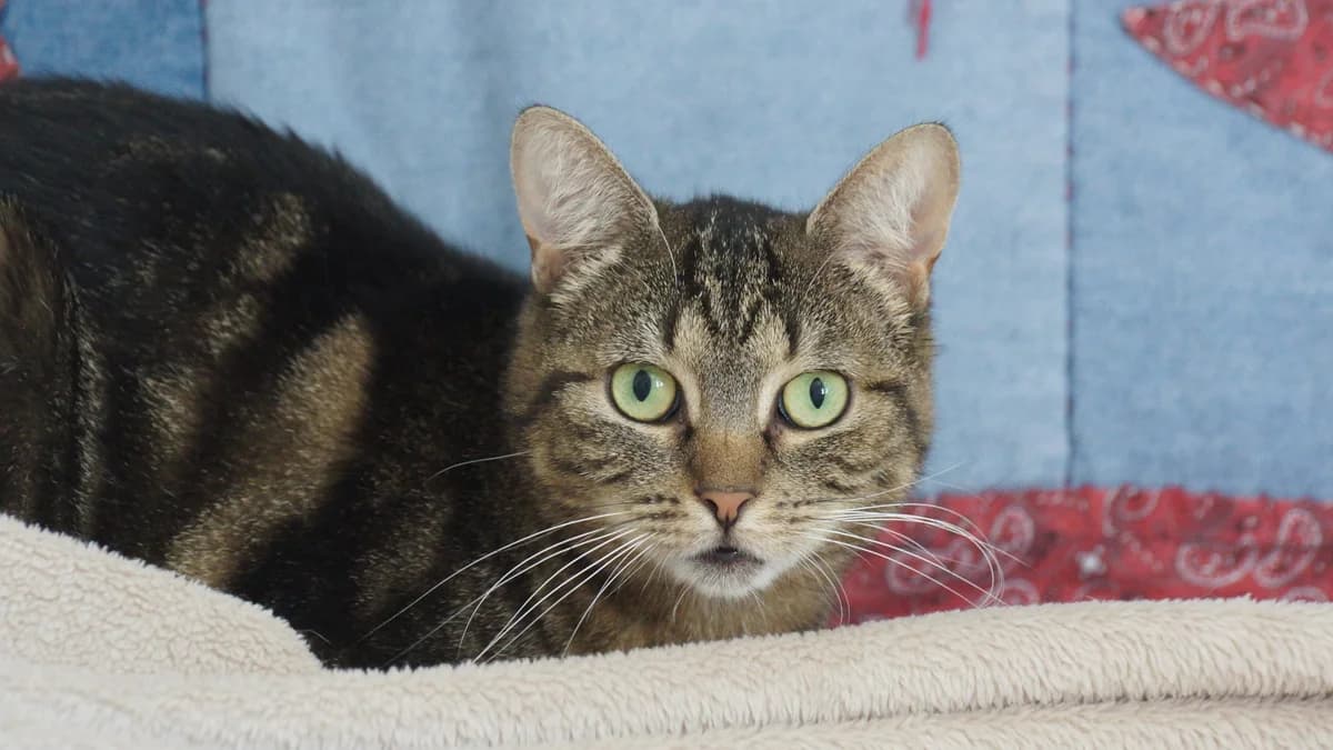 Shiva, Mixed Breed for adoption at TSV Gießen und Umgebung e.V., Gießen