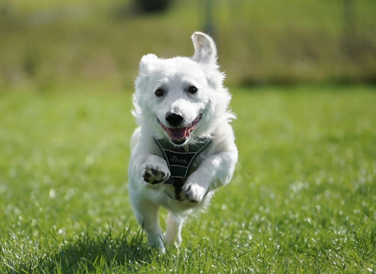 Yeti, Mixed Breed for adoption at TSV Gießen und Umgebung e.V., Gießen