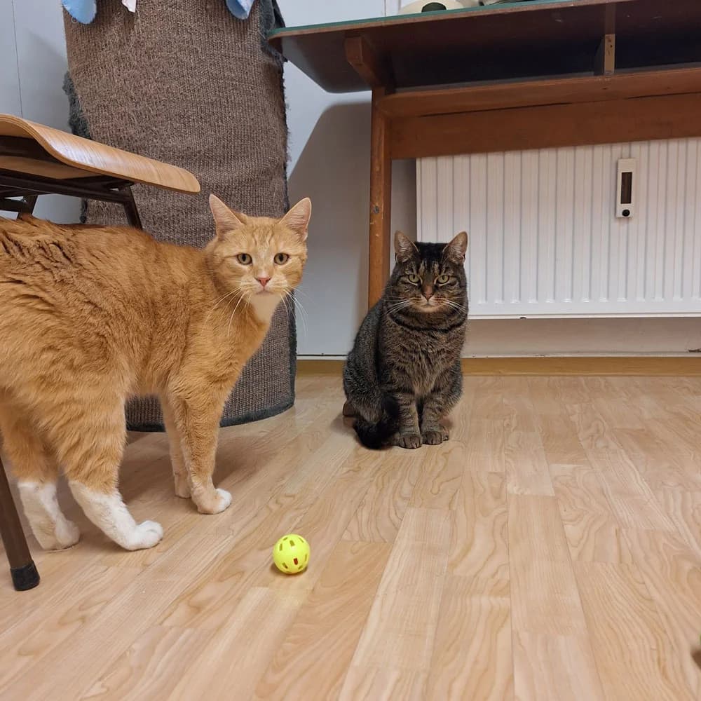 Loki & Ismene, rot 7yo Mixed Breed for adoption at Tierschutzverein Goslar