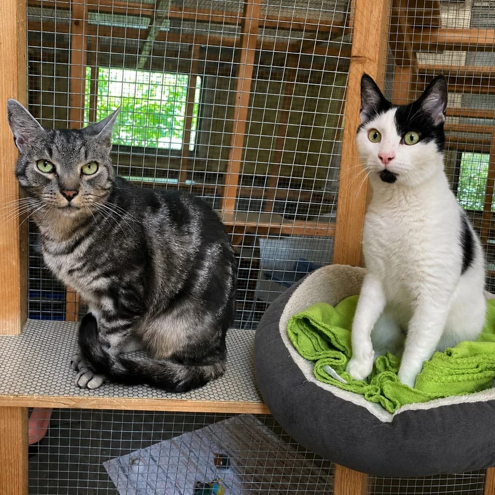 Paule & Lothar suchen gemeinsam ihr Zuhause, schwarz male 5yo Mixed Breed for adoption at Tierschutzverein Goslar