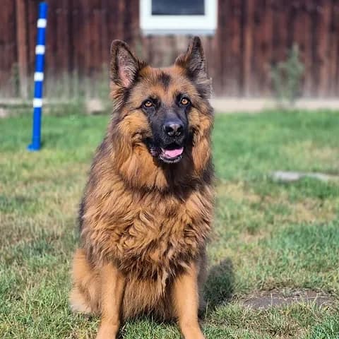 Sunny, female 6yo Mixed Breed for adoption at Tierschutzverein Goslar