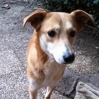 Jule, female senior Mixed Breed for adoption at Tierschutzverein Hohenlohe
