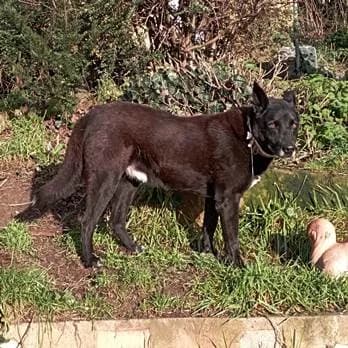 Pooly, senior Mixed Breed for adoption at Tierschutzverein Hohenlohe
