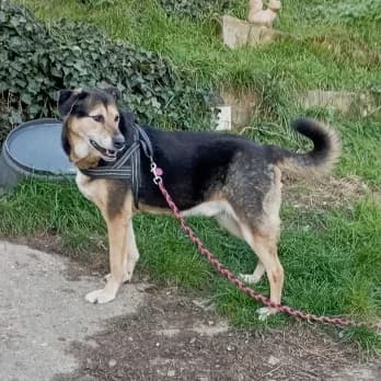 Roma, male senior Mixed Breed for adoption at Tierschutzverein Hohenlohe