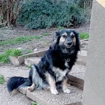 Ruby, female senior Mixed Breed for adoption at Tierschutzverein Hohenlohe