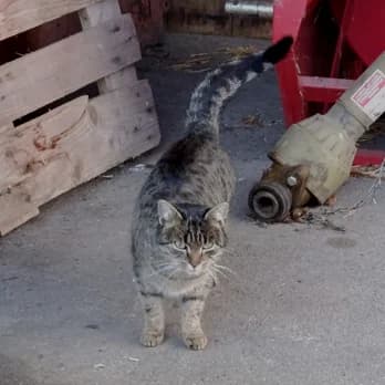 Tiggi, young Mixed Breed for adoption at Tierschutzverein Hohenlohe