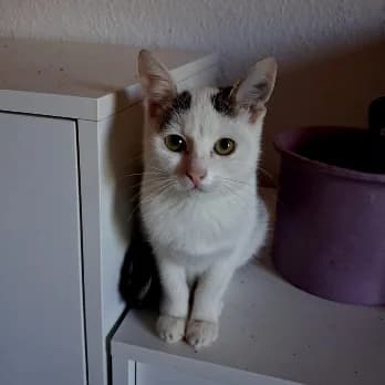 Würmchen, Mixed Breed for adoption at Tierschutzverein Hohenlohe