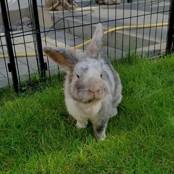 Dora (w), 3yo Mixed Breed for adoption at Tierschutzverein Hohenlohe