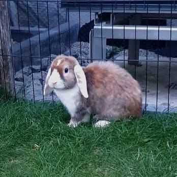 Rosalia, 3yo Mixed Breed for adoption at Tierschutzverein Hohenlohe