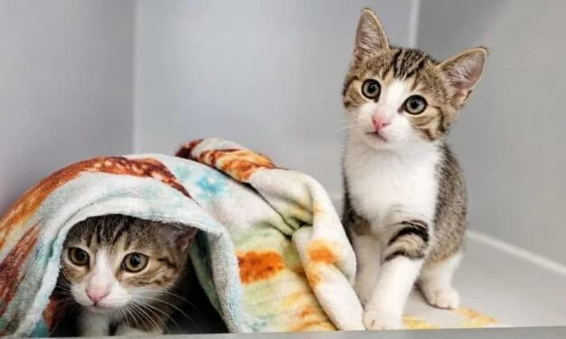 Bart und Lisa, Mixed Breed for adoption at Tierschutzverein Hochsauerlandkreis