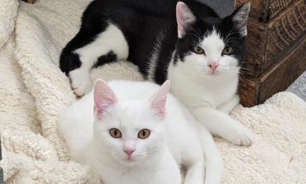 Kida und Anna, Mixed Breed for adoption at Tierschutzverein Hochsauerlandkreis