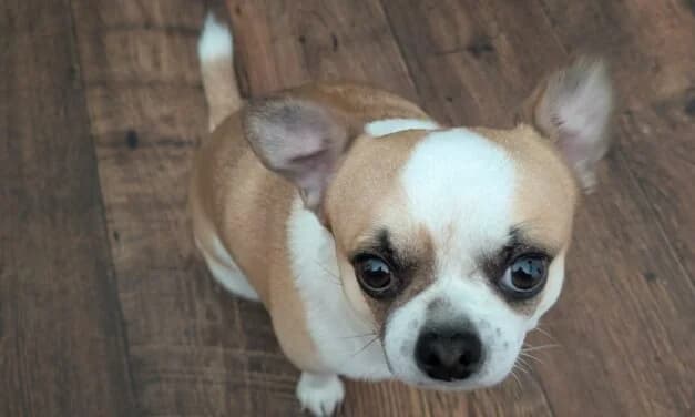 Milow (Vermittlungshilfe), Mixed Breed for adoption at Tierschutzverein Hochsauerlandkreis