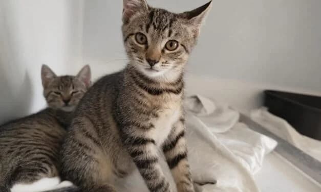 Pirat und Karla, Mixed Breed for adoption at Tierschutzverein Hochsauerlandkreis
