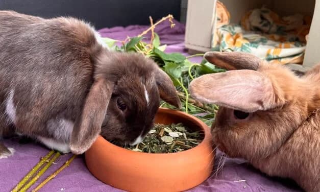 Tiramisu und Creme Brülee, Mixed Breed for adoption at Tierschutzverein Hochsauerlandkreis