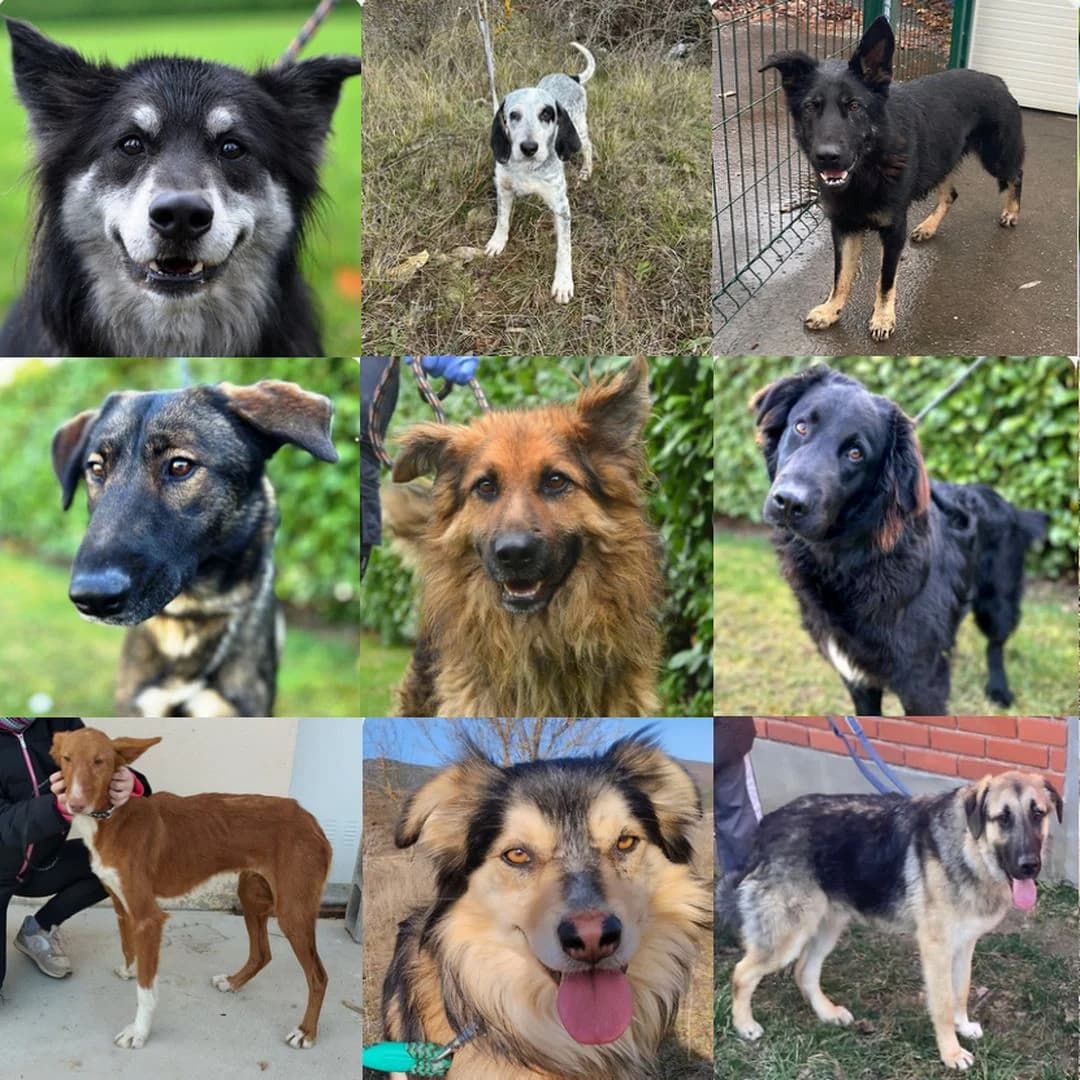 "Unbekannte" Fellnase, Mixed Breed for adoption at TSV Hund und Katz e.V., Bad Oeynhausen