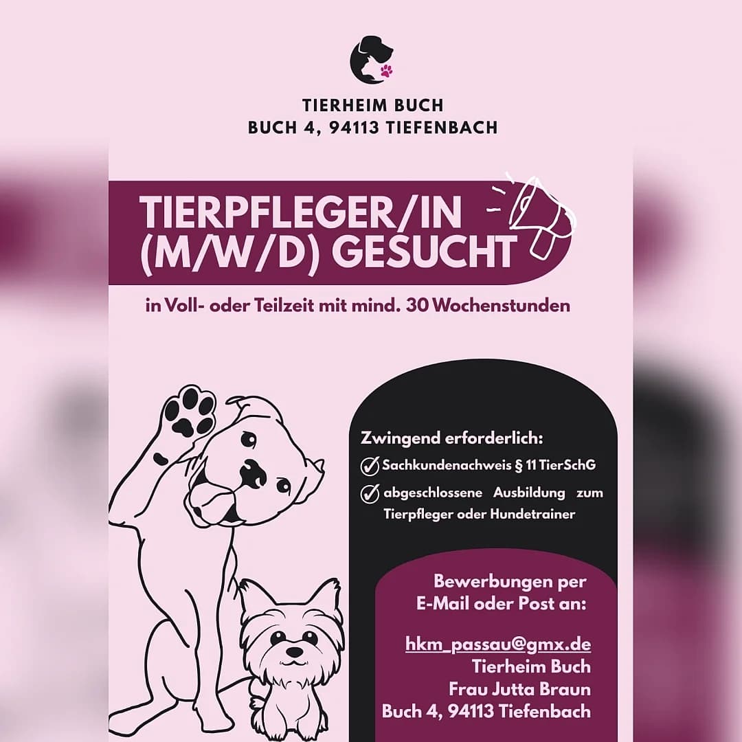 Aktueller Aufruf Oktober 2026, Mixed Breed for adoption at TSV Hund und Katz e.V., Bad Oeynhausen