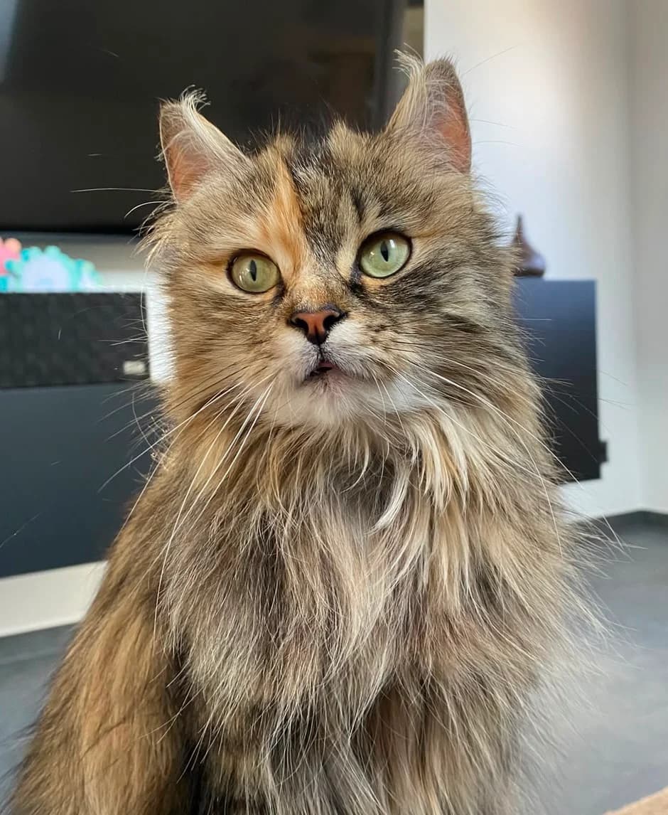 Daisy, 3yo Mixed Breed for adoption at Tierschutzverein Kall, Kall